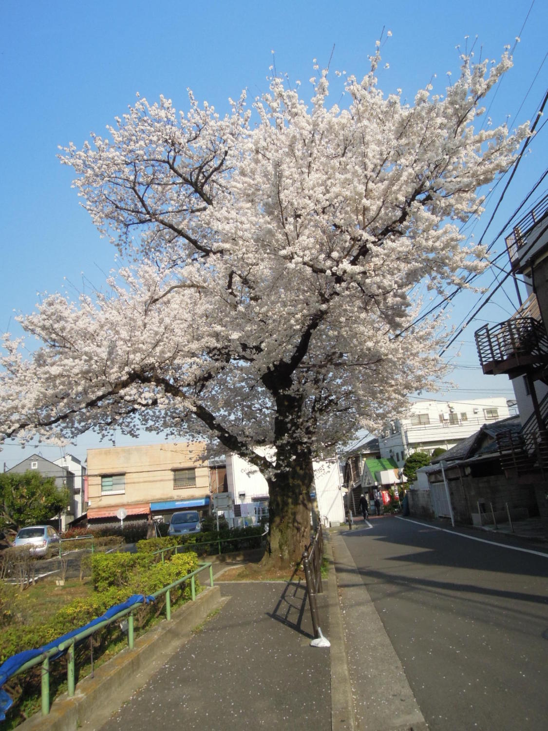 大泉の一本桜