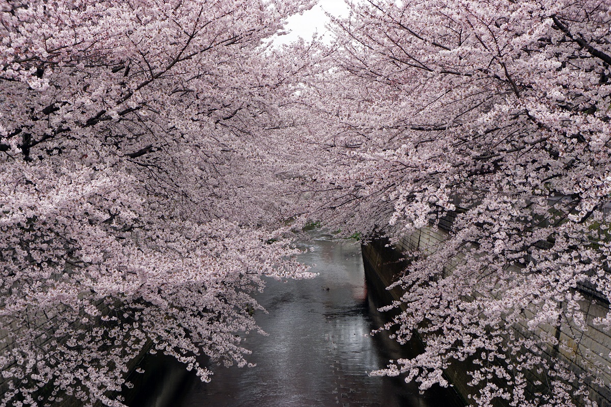 桜、繚乱。 画像