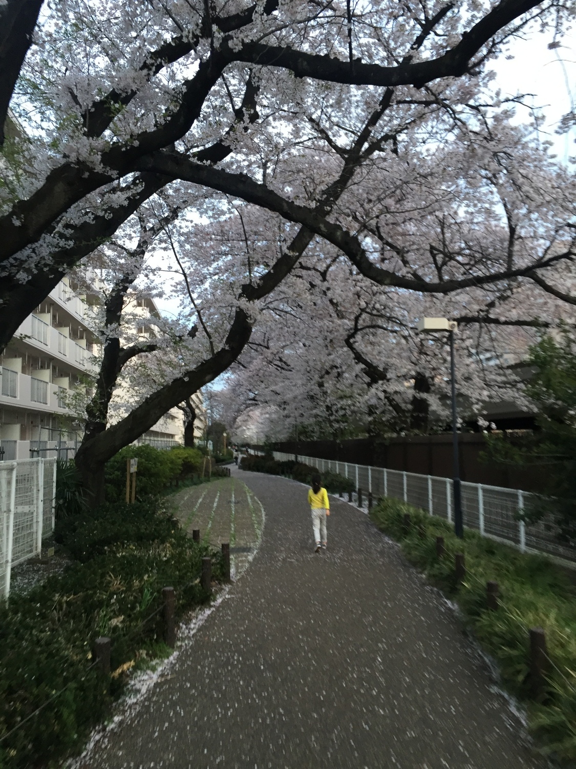 桜の並木道 画像