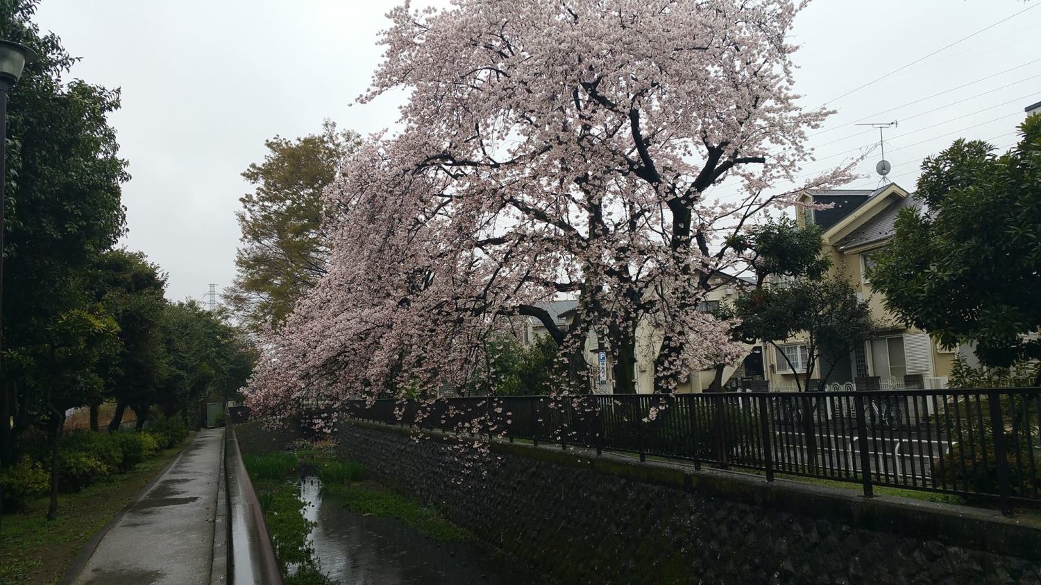 雨の中の桜