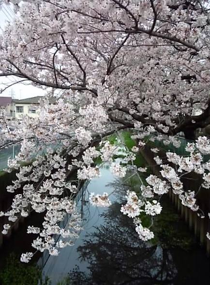 雨上がりの桜 画像