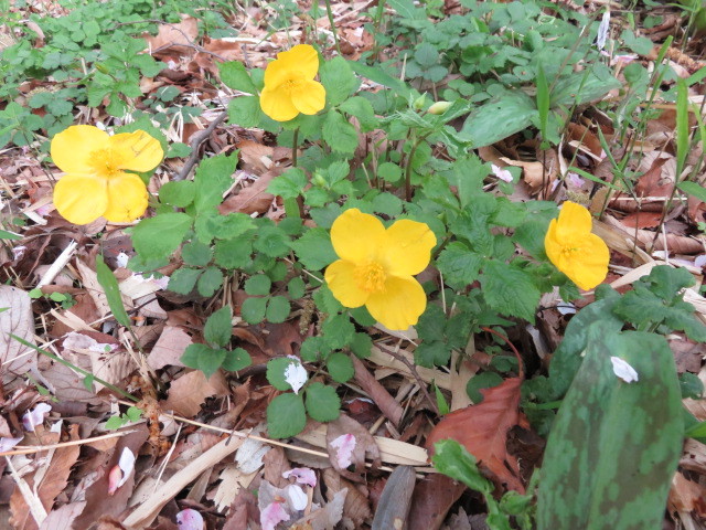 ヤマブキソウが咲いた！