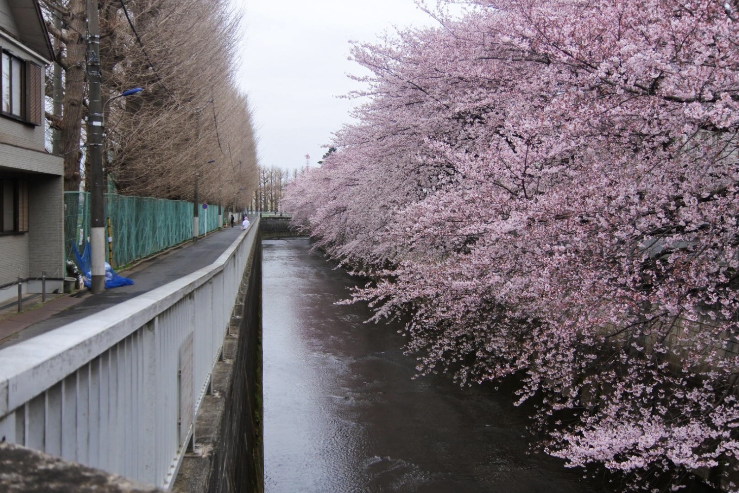 練馬が誇る桜スポット 画像