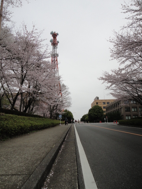赤白鉄塔と桜並木 画像