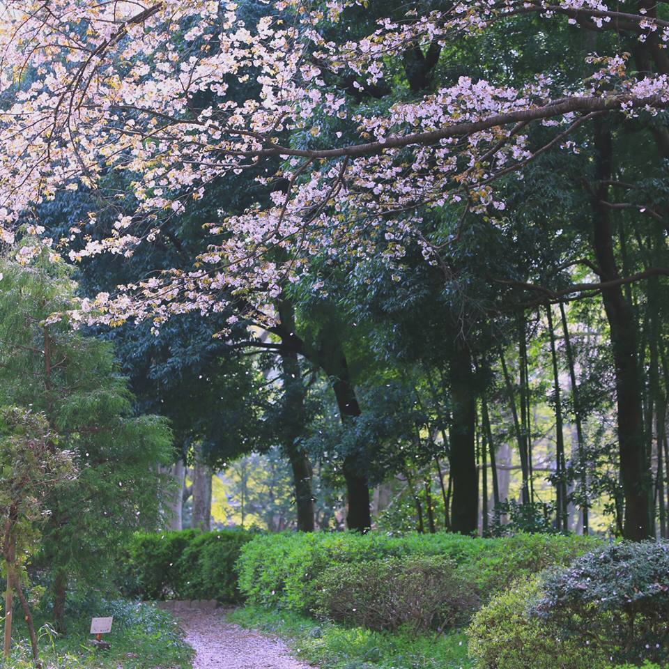 桜の花びら 画像