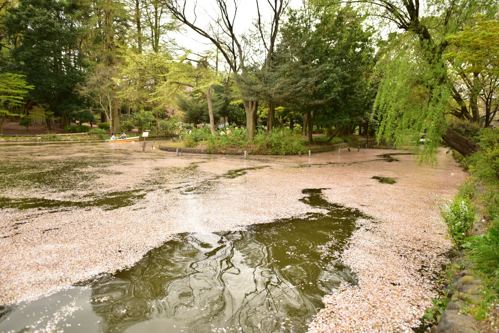 桜を溜めし石神井公園 画像