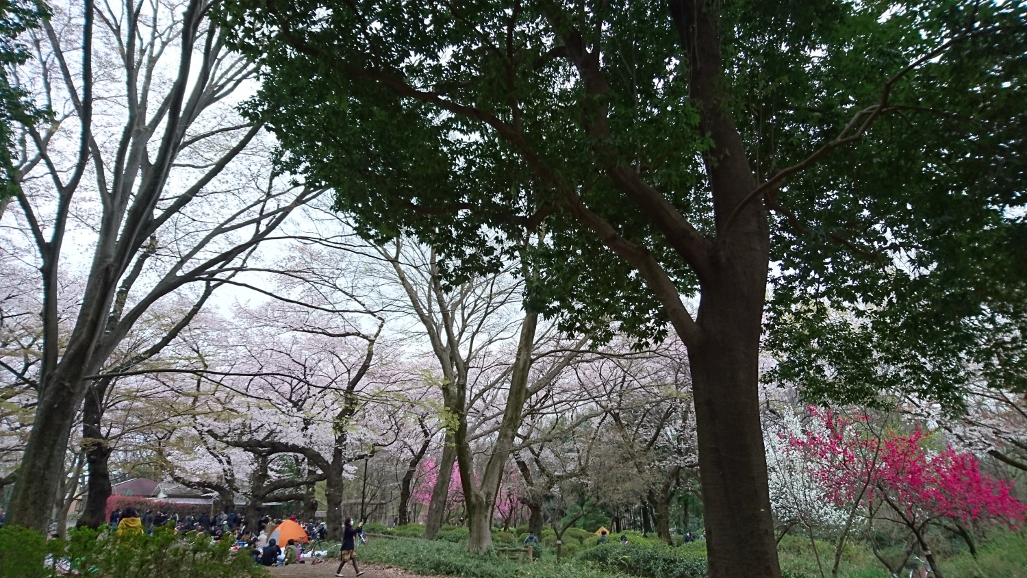 石神井公園の桜 画像