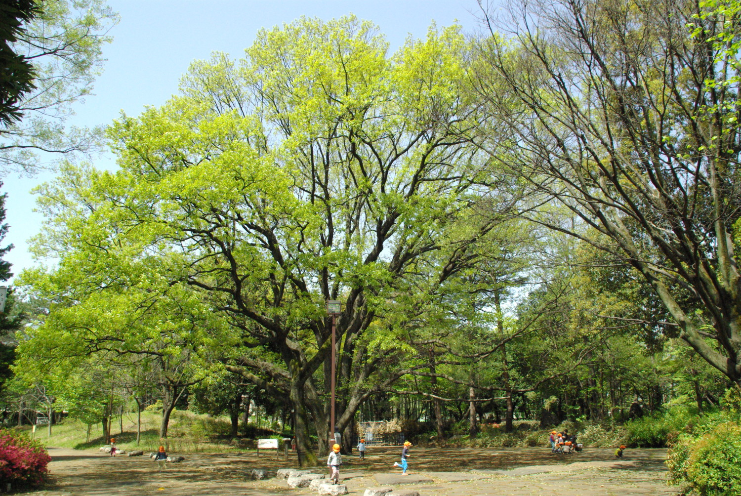 大きなコナラの木の下で 画像