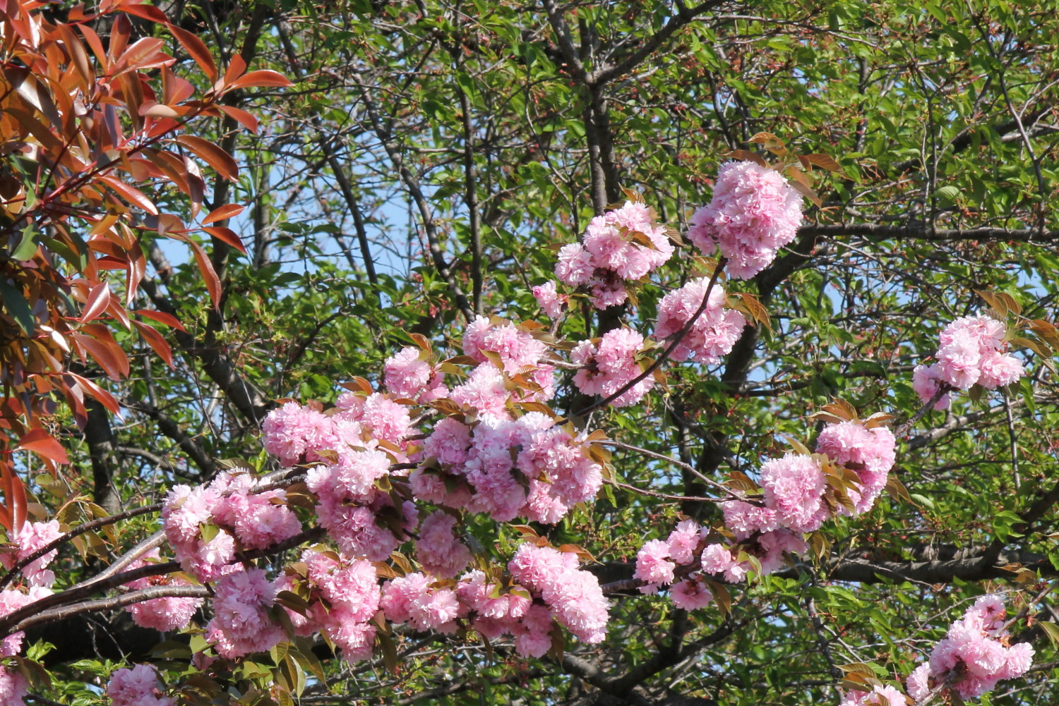 田柄川緑道を飾る花々 画像