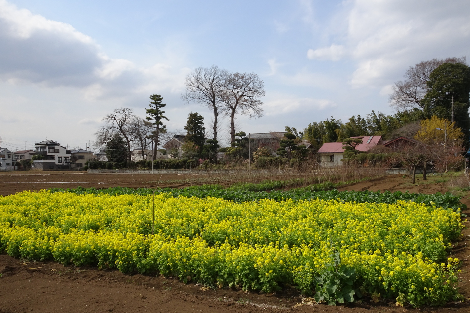 練馬の菜の花畑