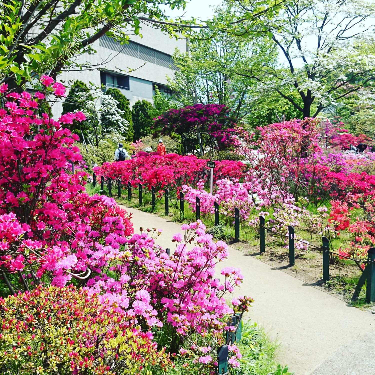 平成つつじ公園のツツジ