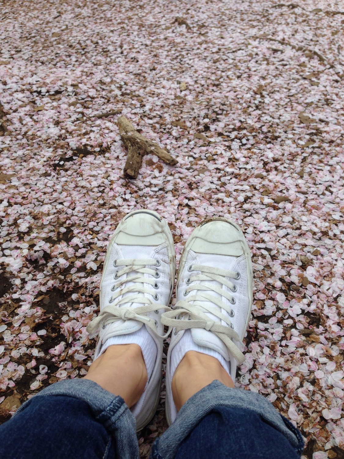 桜のじゅうたん 画像