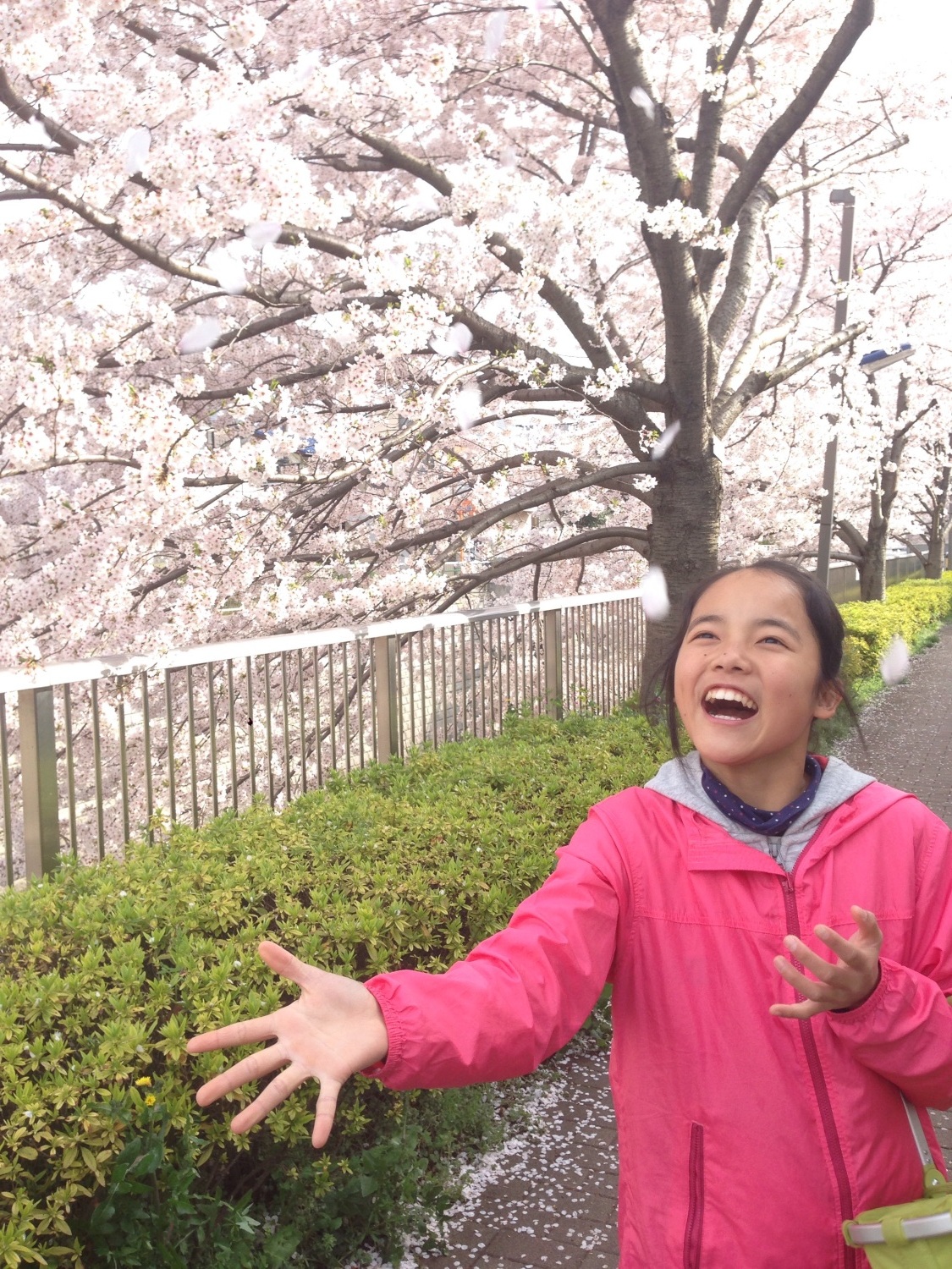 桜咲く、笑顔咲く 画像