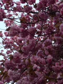 八重咲きの桜 画像
