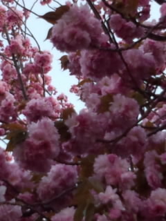 八重咲きの桜 画像
