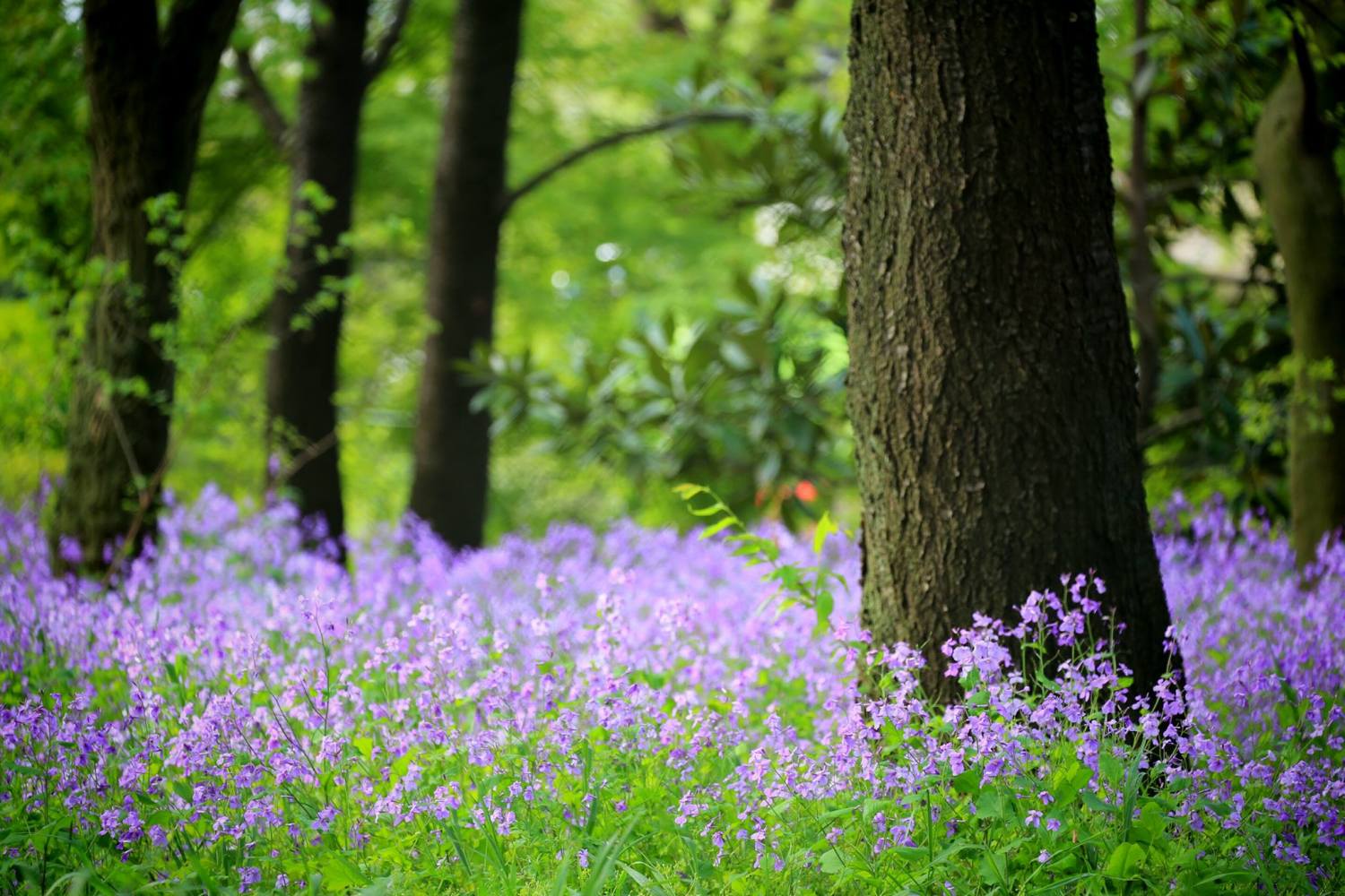 オオアラセイトウが見頃 とっておきの練馬 写真館 とっておきの練馬