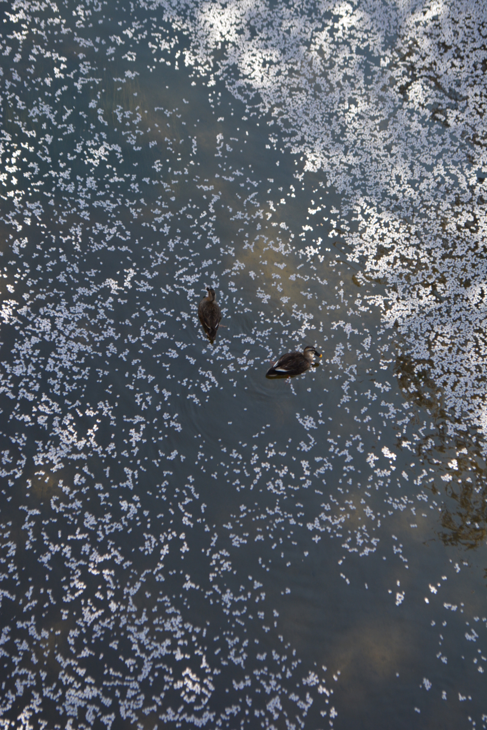 １桜花と菜の花　２花びらで遊ぶ鴨　３花筏で遊ぶ鴨 画像