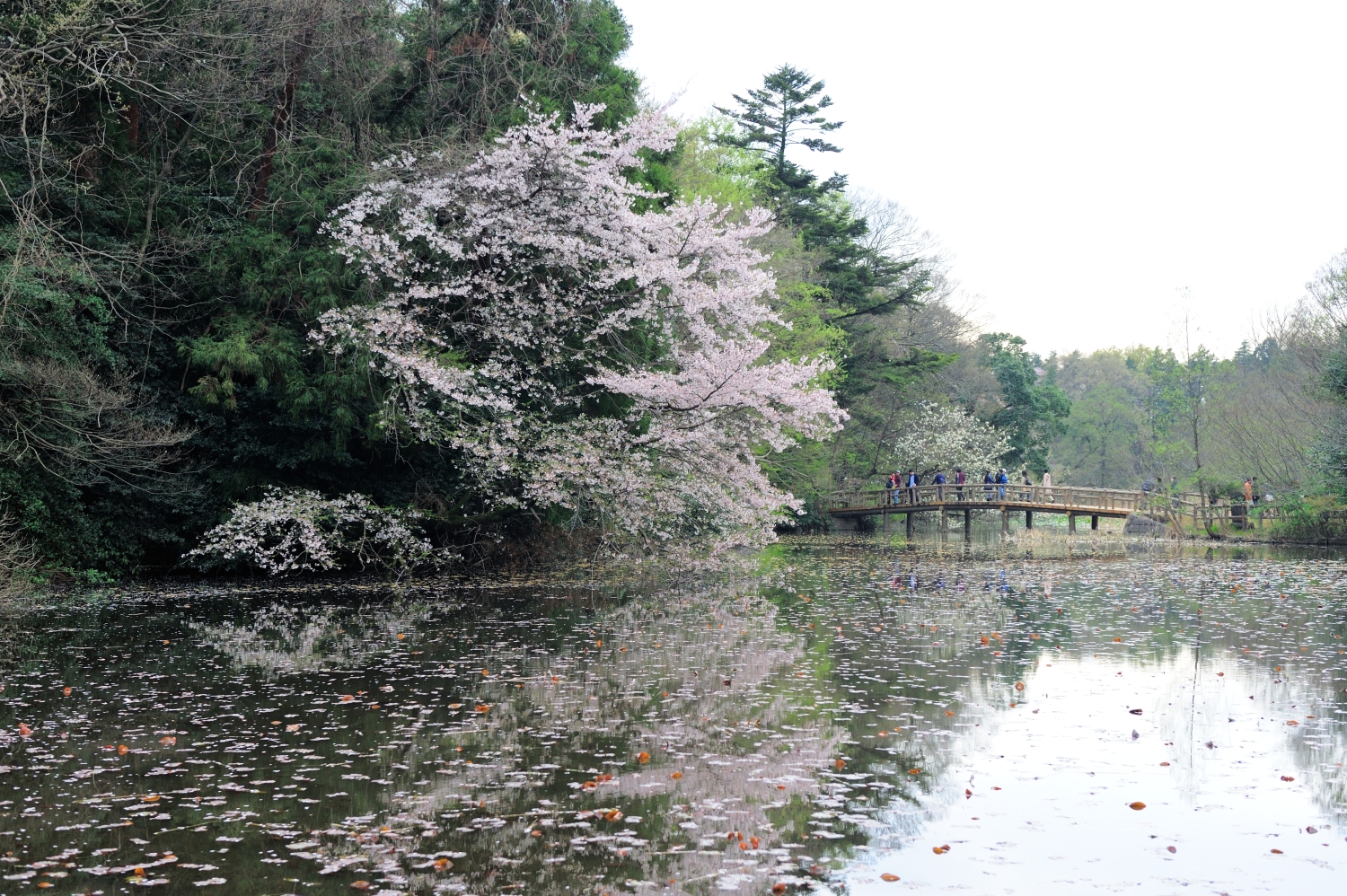 桜の春 画像
