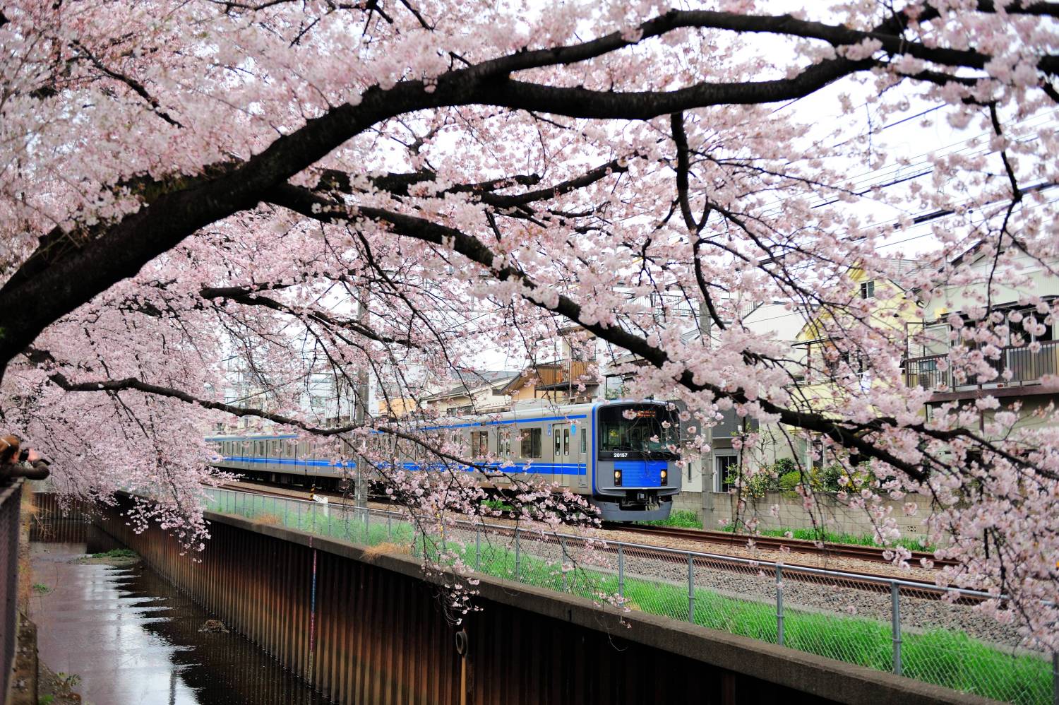 桜の春 画像