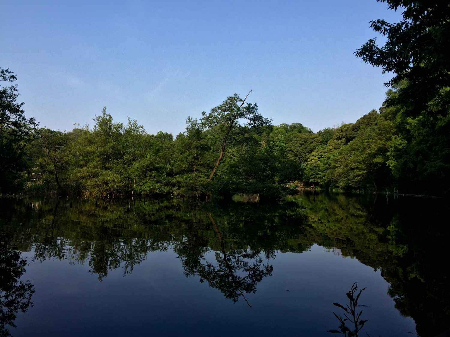 水鏡-朝の三宝寺池