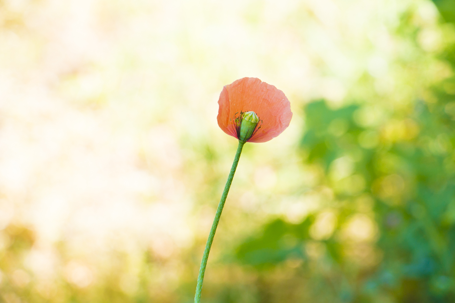 庭に花が咲いた