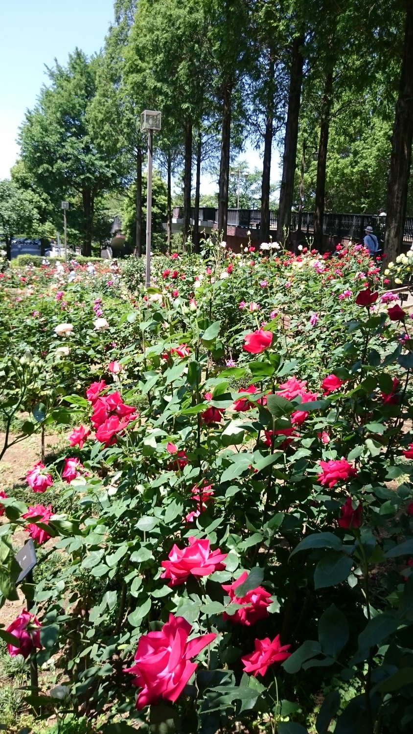 バラ園のたくさんの薔薇が満開