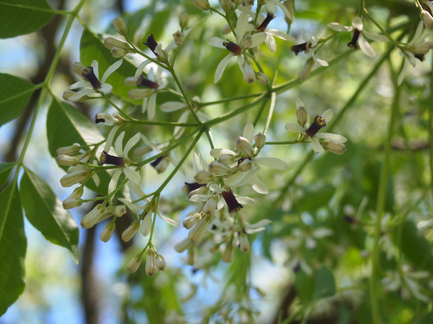 栴檀(ｾﾝﾀﾞﾝ)の木に花が咲きました