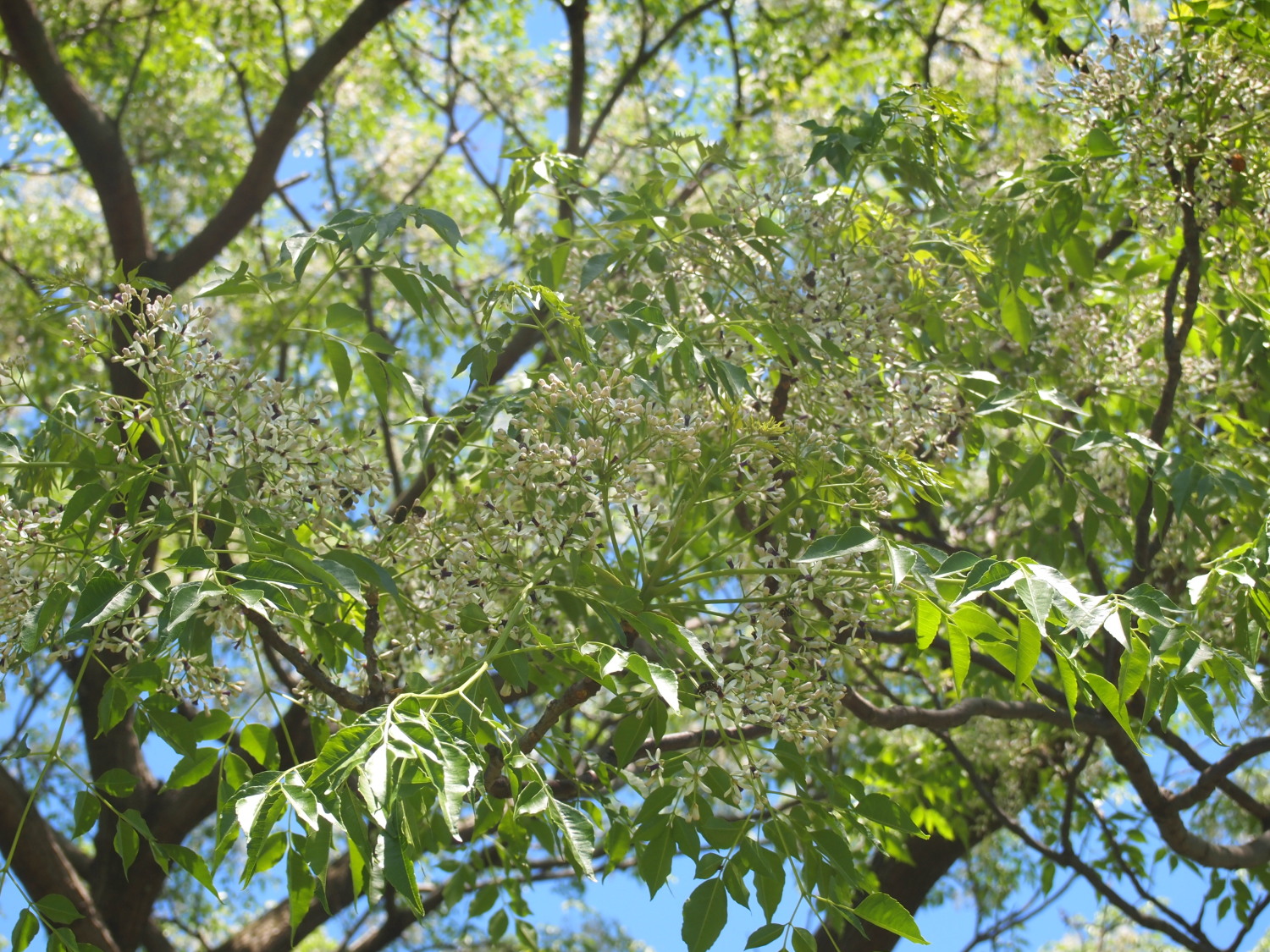 栴檀 ｾﾝﾀﾞﾝ の木に花が咲きました とっておきの練馬 写真館 とっておきの練馬