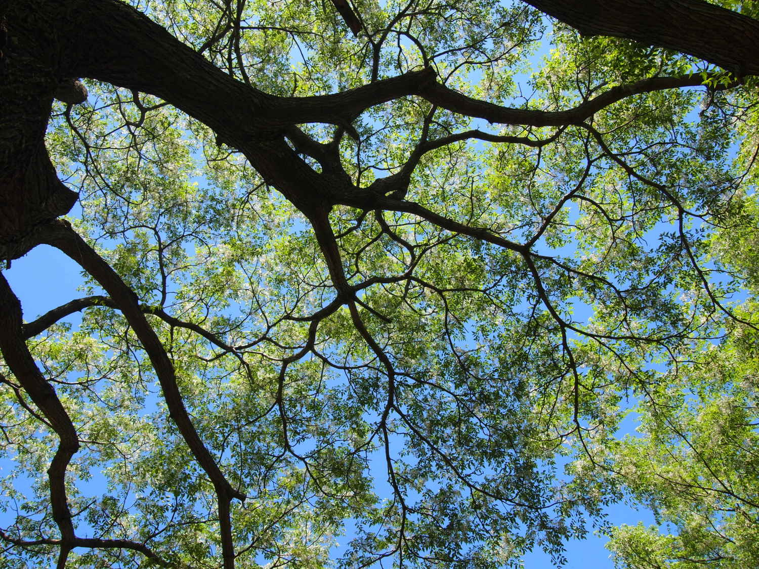 栴檀 ｾﾝﾀﾞﾝ の木に花が咲きました とっておきの練馬 写真館 とっておきの練馬