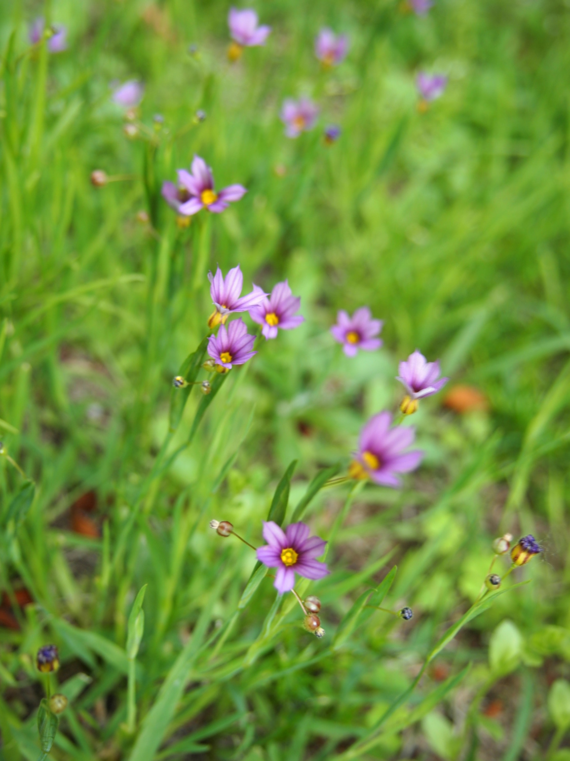 公園の片すみに咲く小さな花・花 そのⅧ