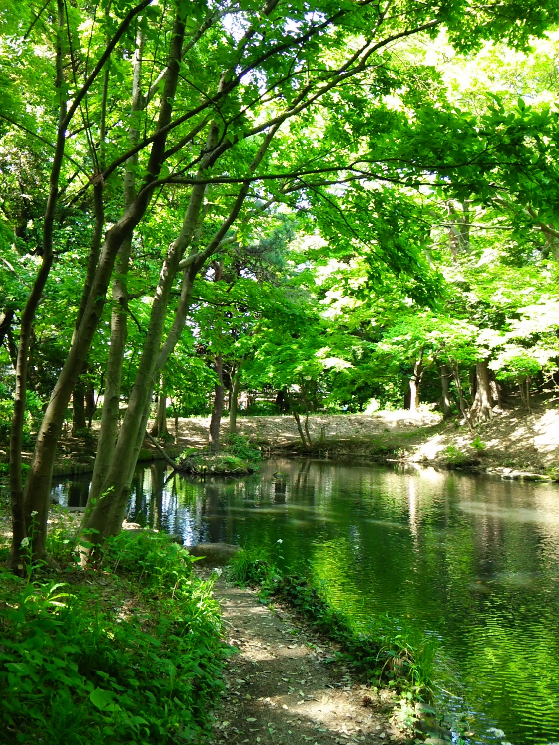 初夏な石神井公園