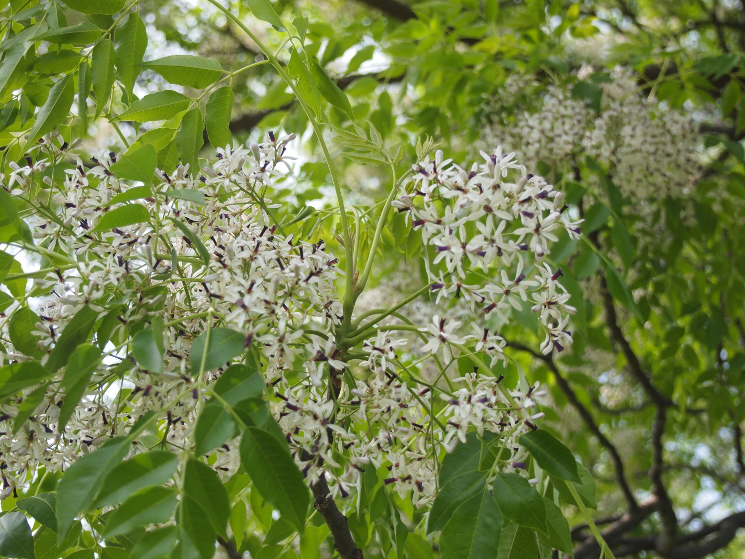 栴檀(ｾﾝﾀﾞﾝ)の木の花が満開になりました