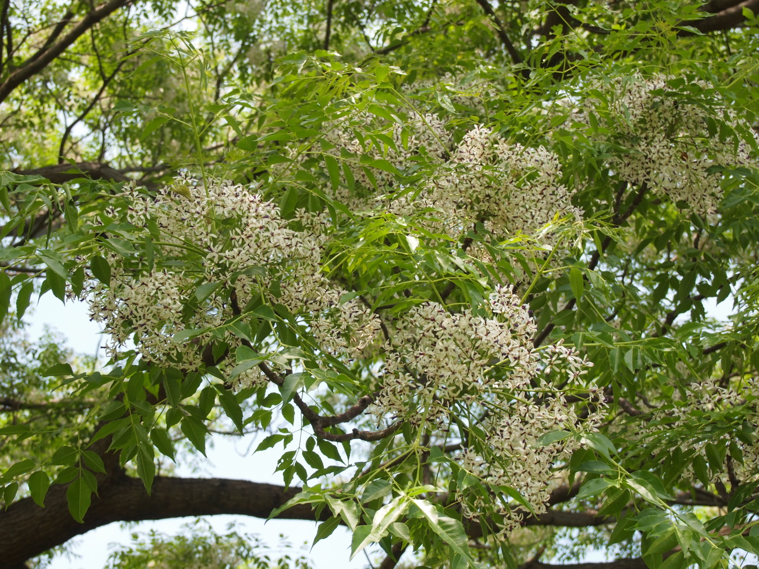 栴檀(ｾﾝﾀﾞﾝ)の木の花が満開になりました｜とっておきの練馬 写真館 