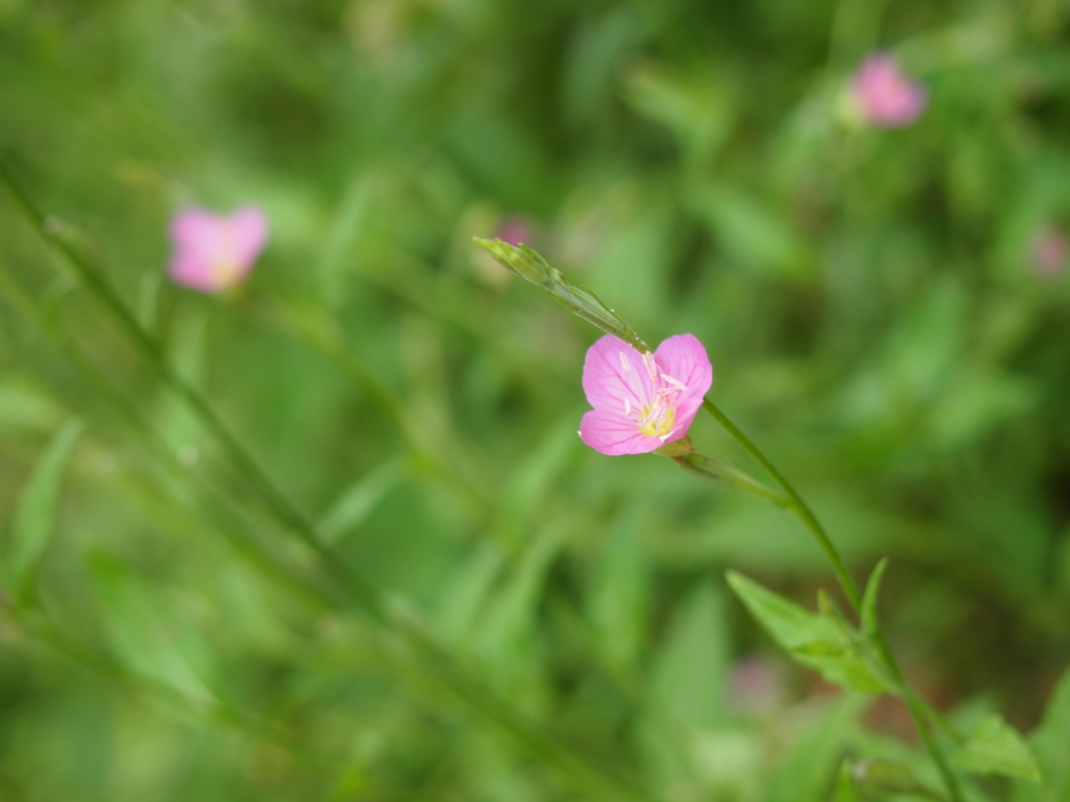 公園の片すみに咲く小さな花・花 そのⅨ 画像
