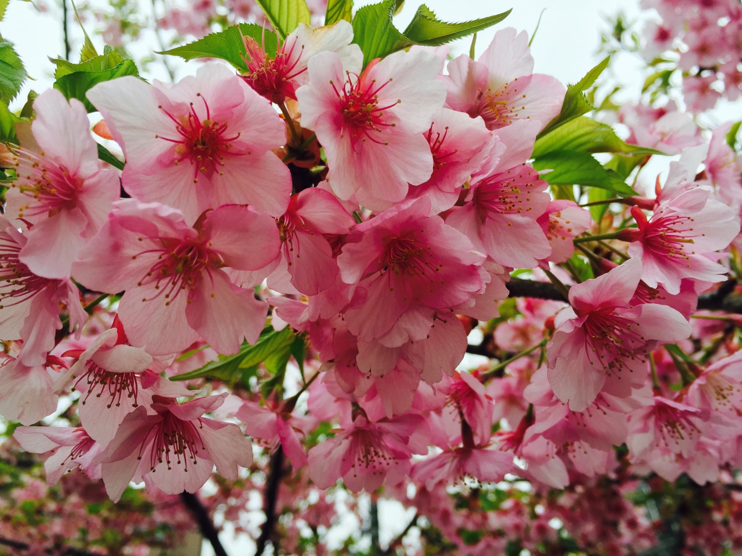 河津桜