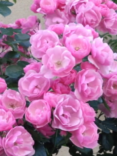 ピンク色の薔薇　～　Pink Roses　～ 画像