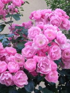 ピンク色の薔薇　～　Pink Roses　～ 画像