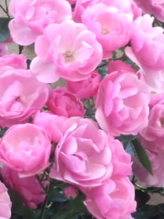 幸せのピンク色の薔薇　～ ５月に咲く Happy Pink Rose ～ 画像