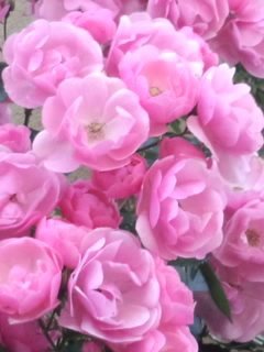幸せのピンク色の薔薇　～ ５月に咲く Happy Pink Rose ～ 画像