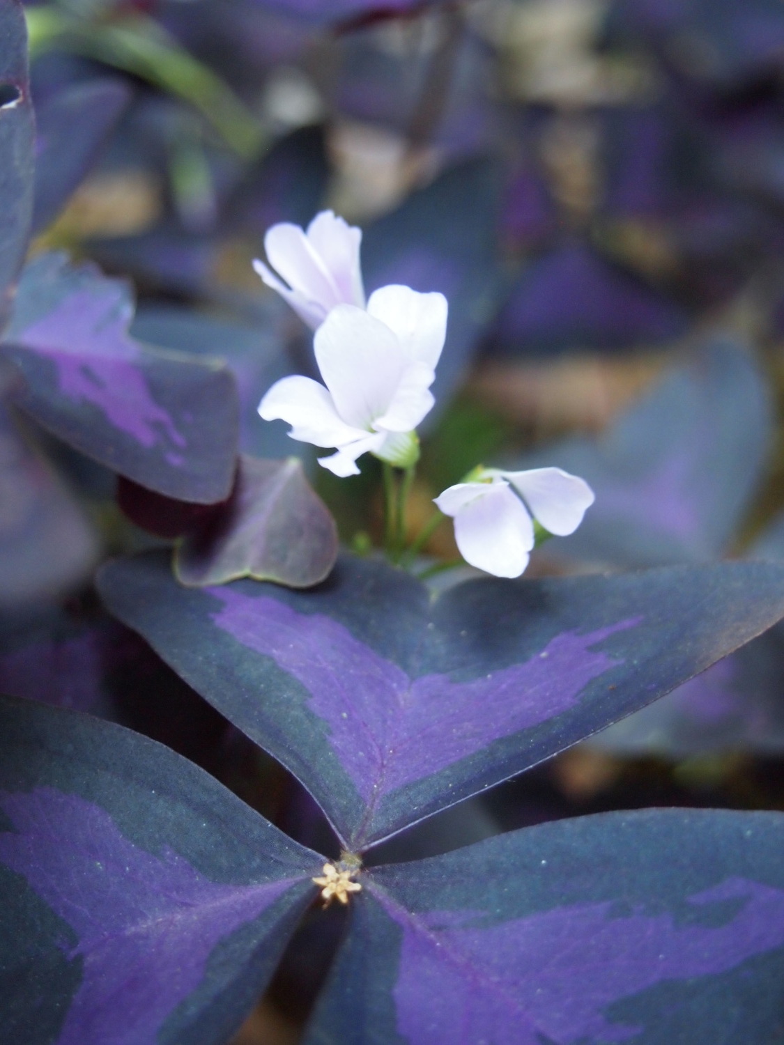 光が丘公園に咲く小さな花 とっておきの練馬 写真館 とっておきの練馬