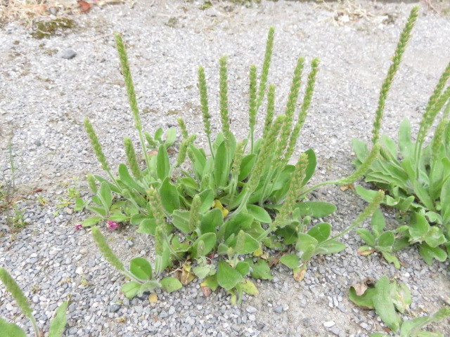 蓓蕾車前草開花的 珍藏的練馬照相館 珍藏的練馬