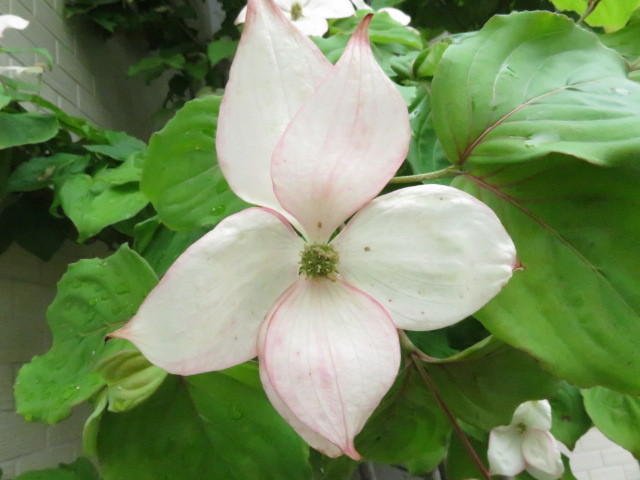 ベニバナヤマボウシ開花です