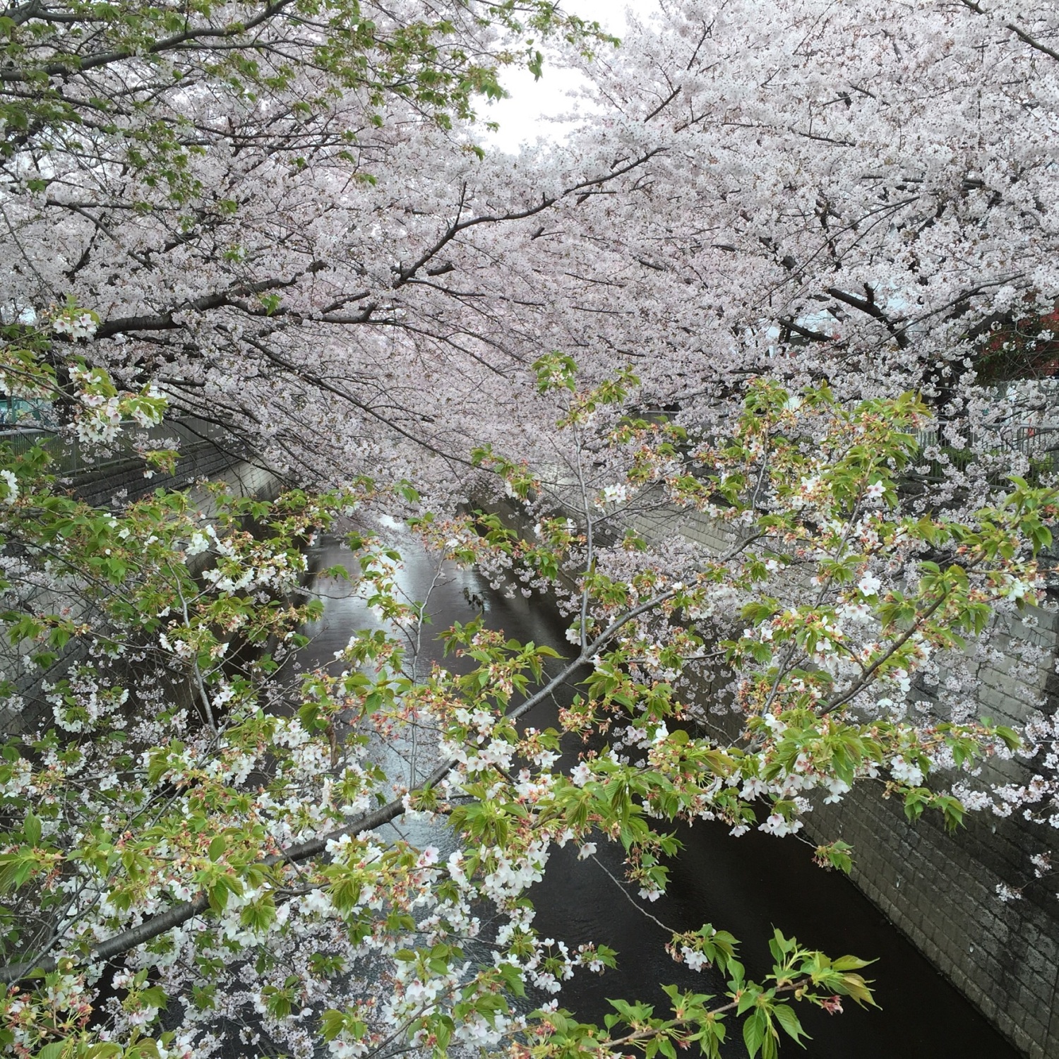 石神井川遊歩道の桜 画像