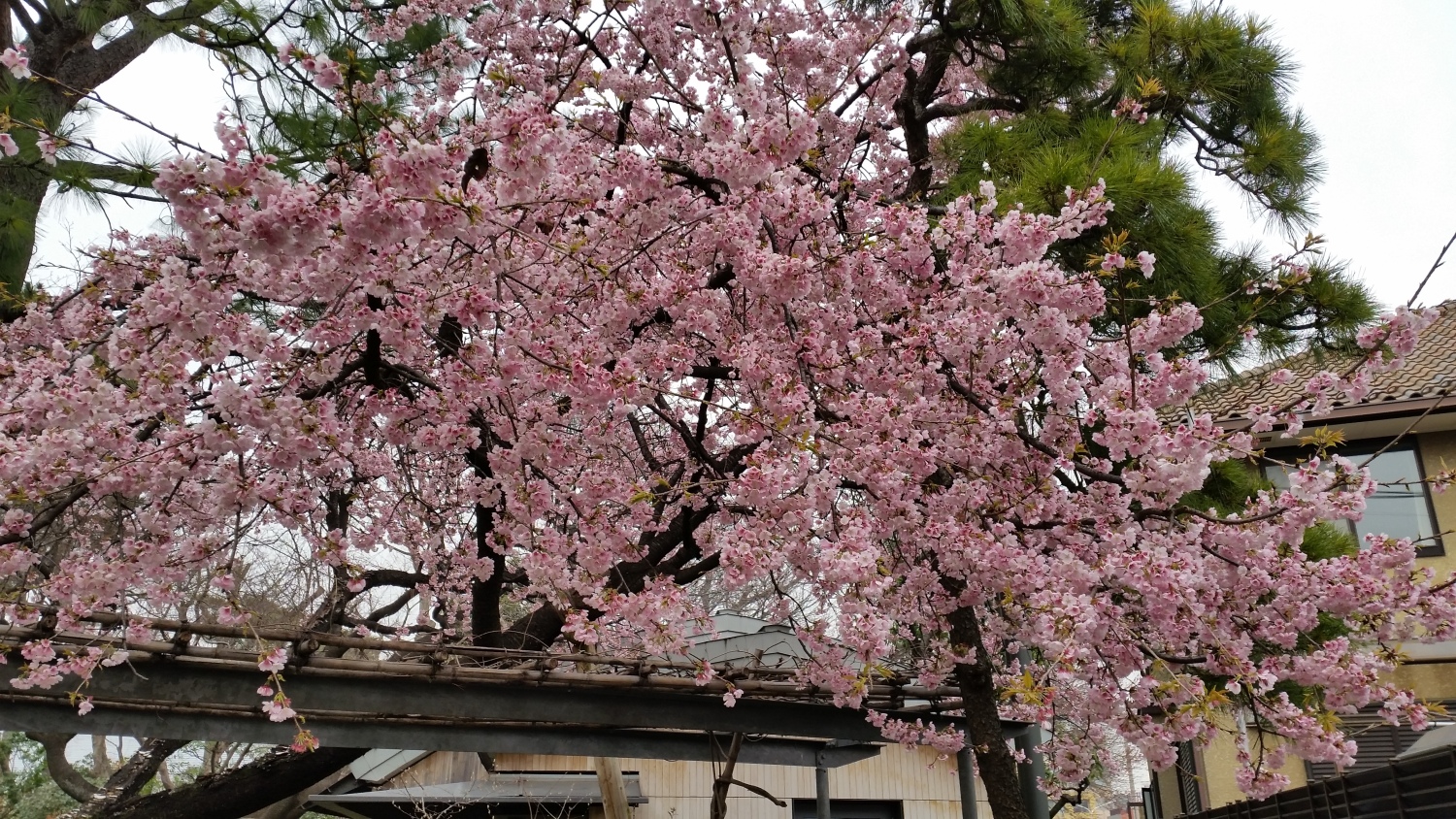 満開 画像