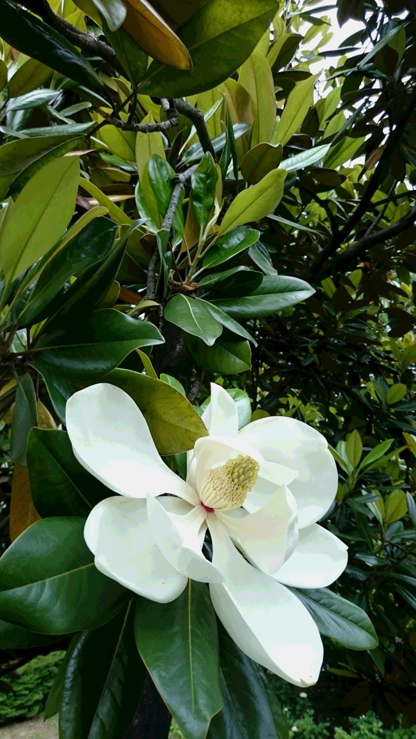 タイサンボクの木の花
