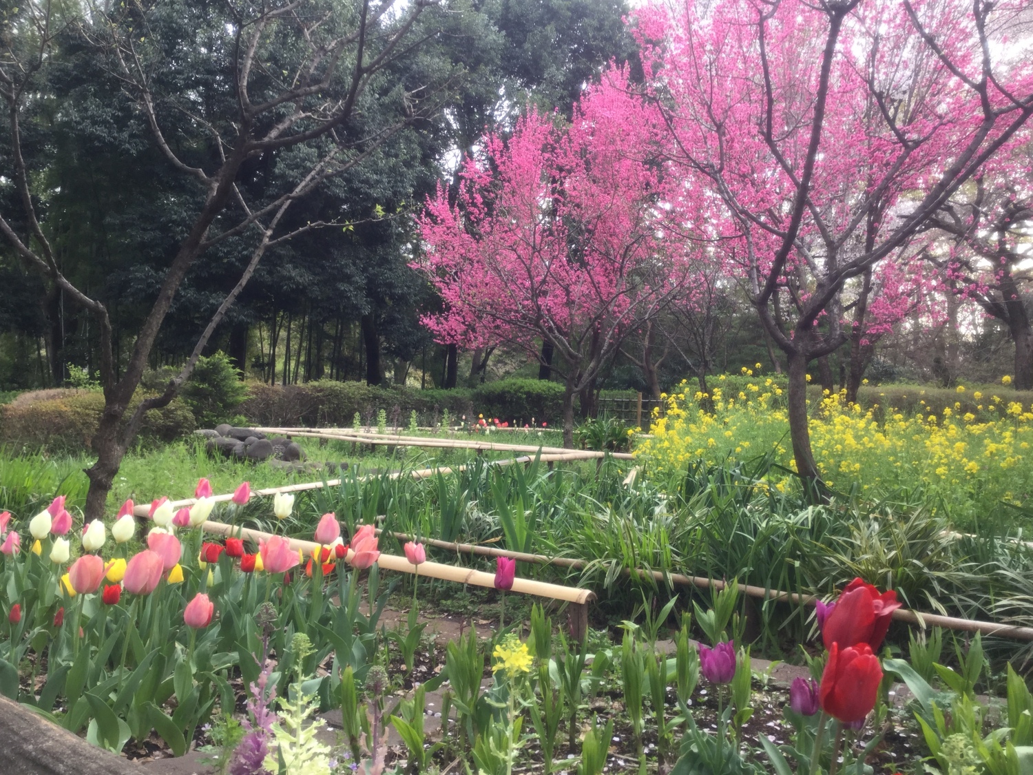 チューリップ・花もも・菜の花のハーモニー