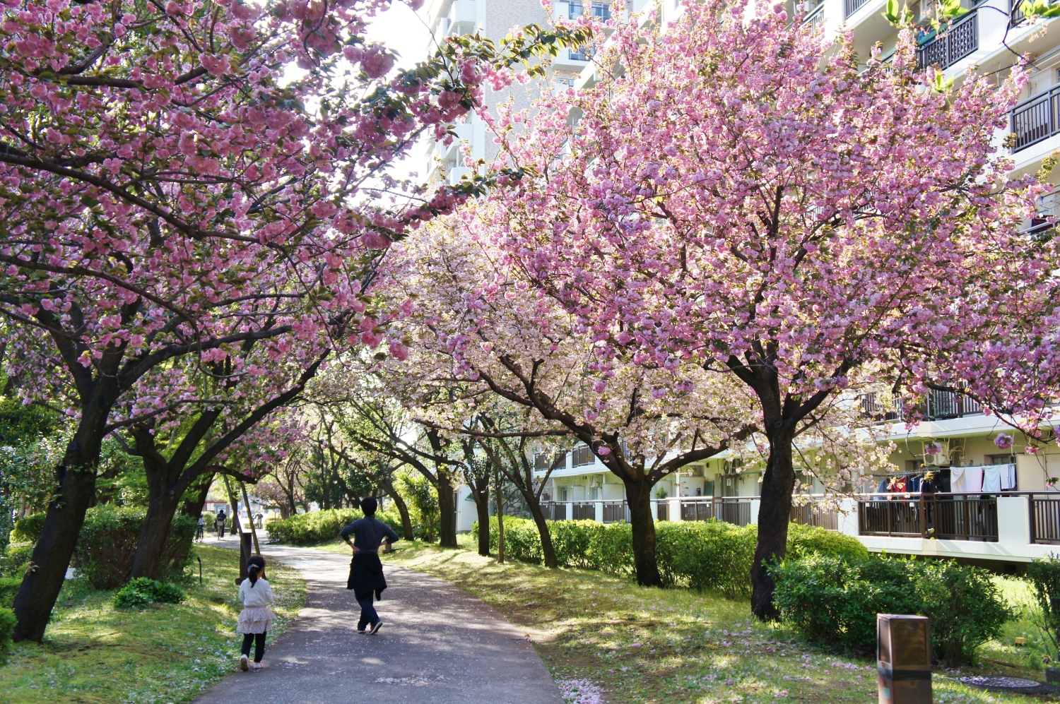 八重桜（牡丹桜）