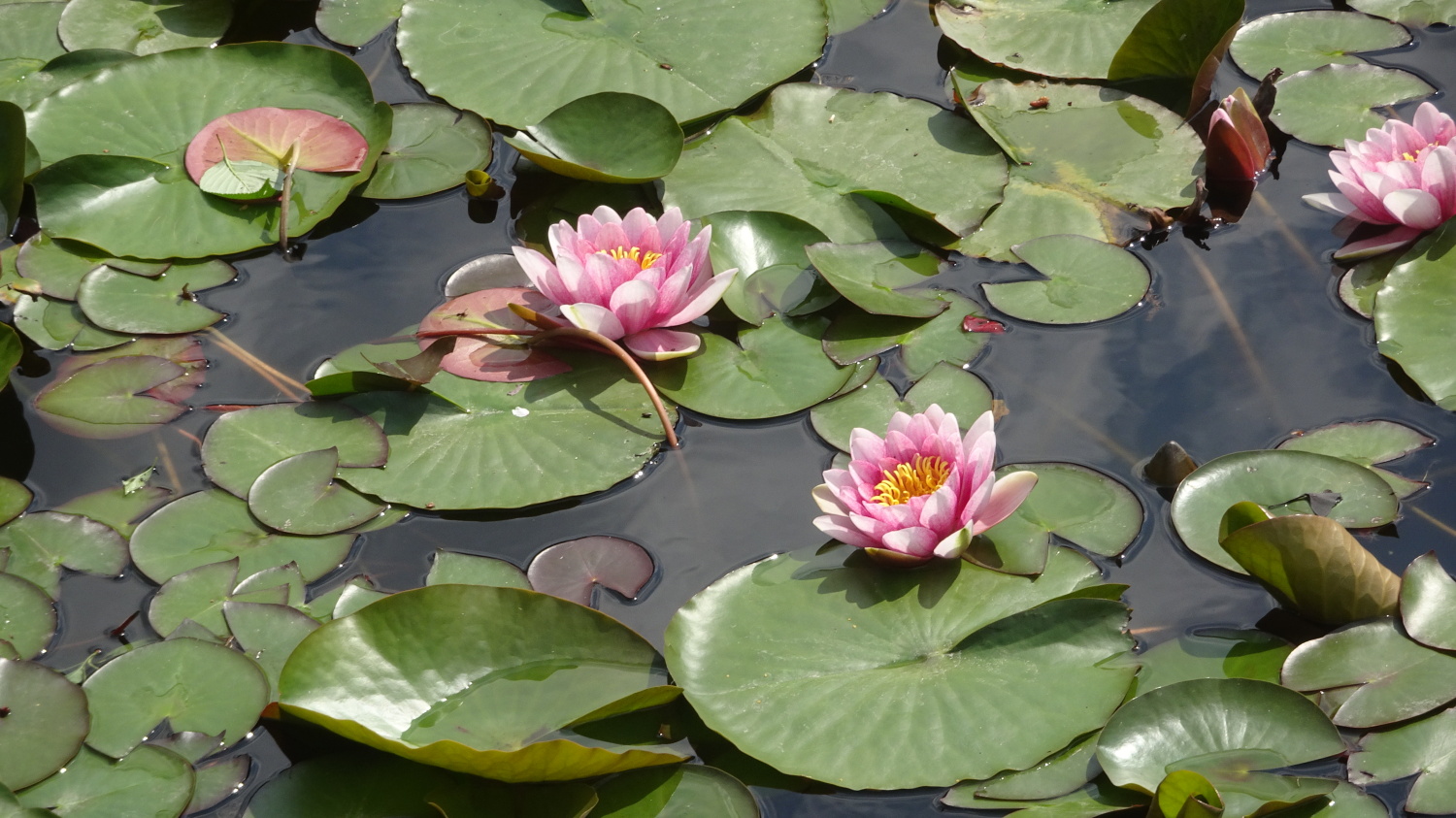 石神井公園の蓮の花