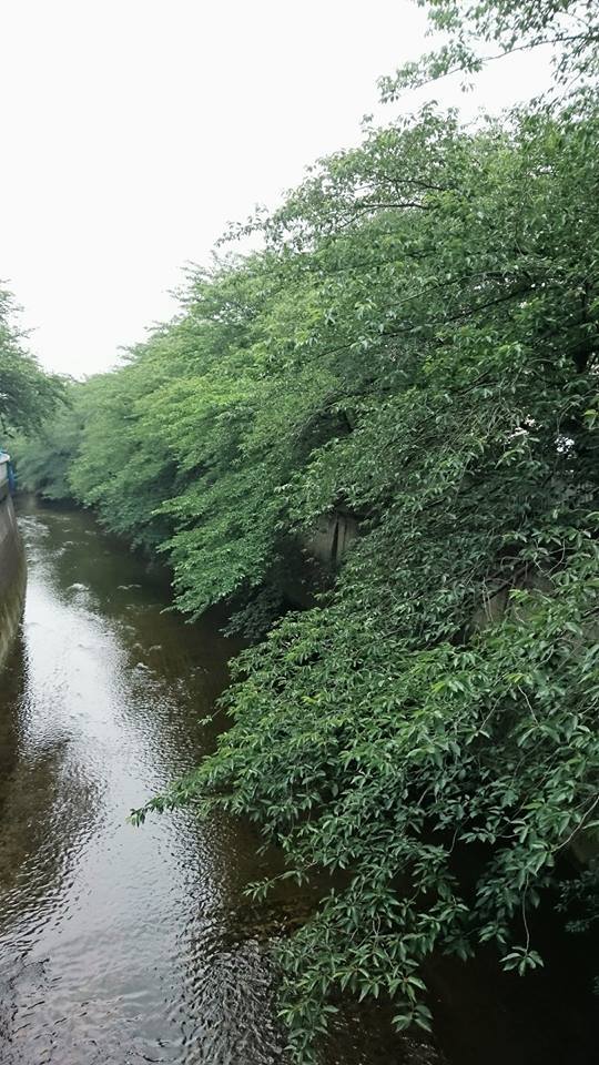 初夏を感じさせる石神井川