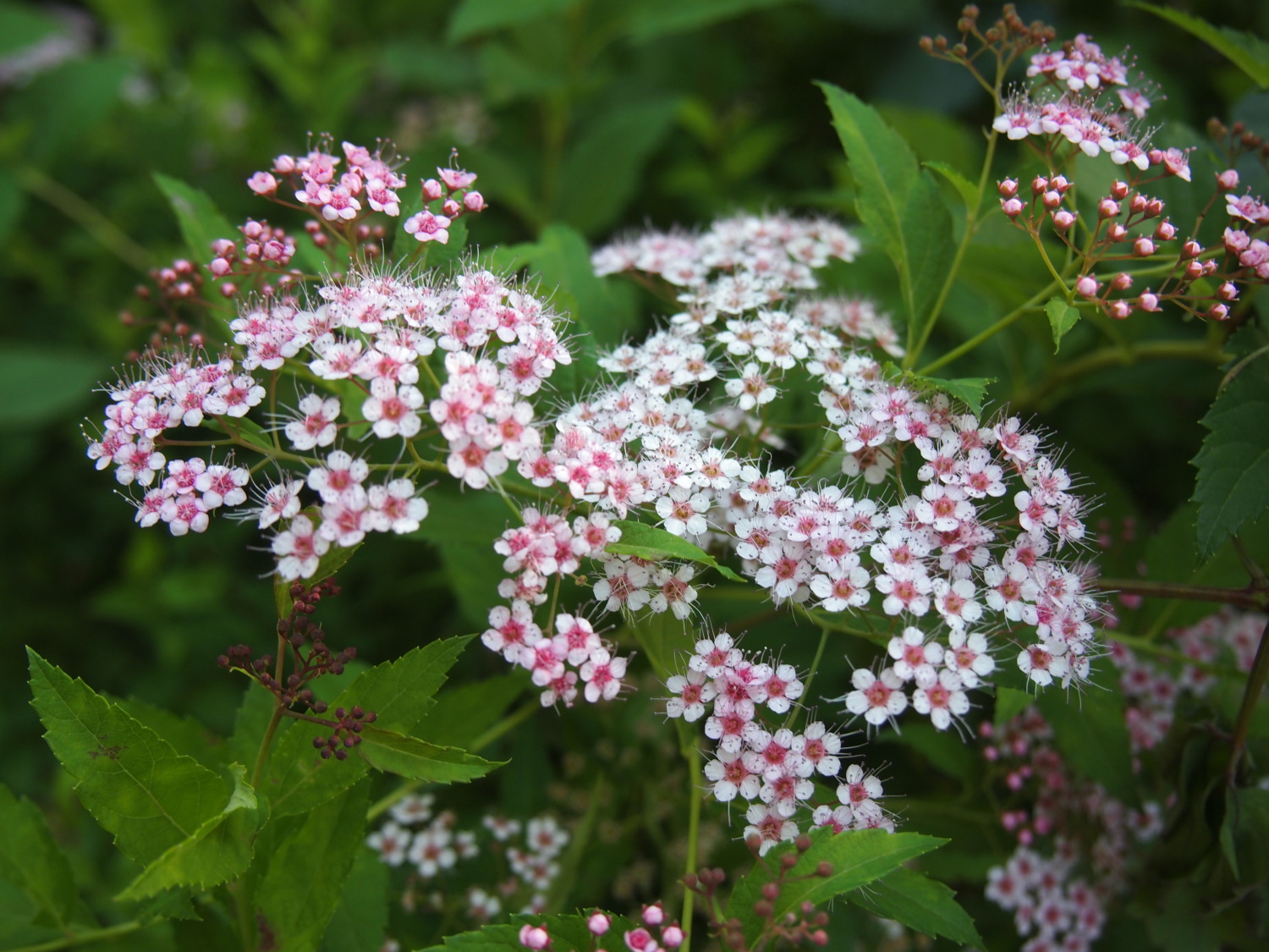 夏の光が丘公園の花たち